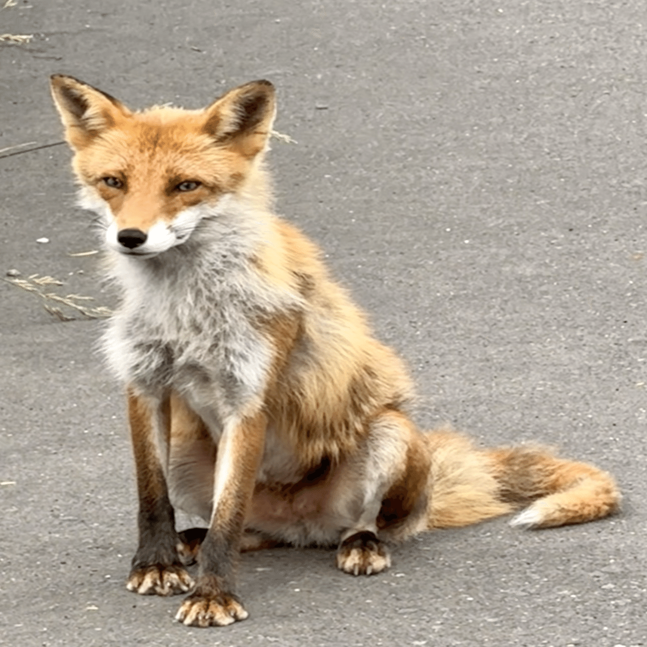 キタキツネさん ✏︎ たくさんのキタキツネたちに会いに🦊 覚悟してた倍寒かったけど