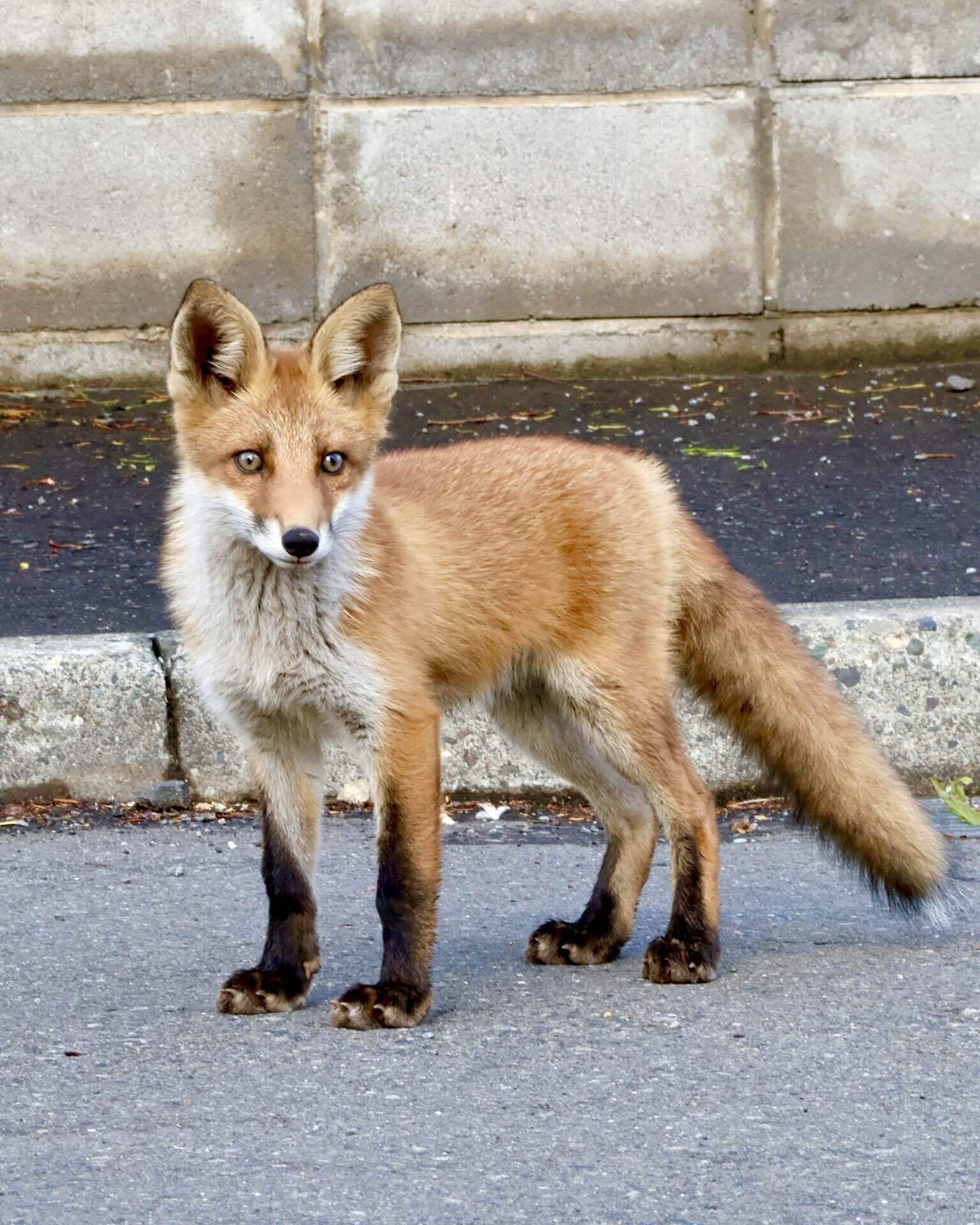 キタキツネのものがたり(ﾟ∀ﾟ)ノ | ZXねこままんR