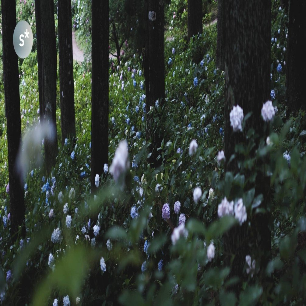 FUJINON XF35mmF1.4 R｜斜面いっぱいの紫陽花を切り取る｜Yusuke Miura