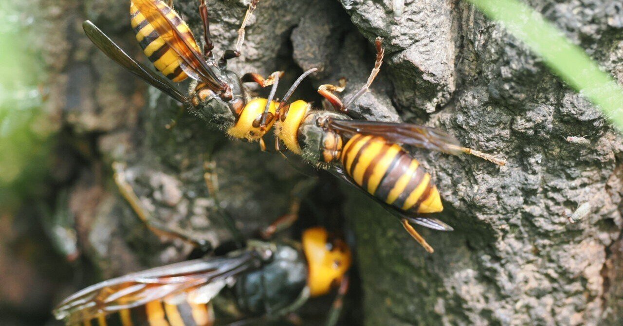 虫嫌いを克服させる千本ノック 136本目 コガタスズメバチの女王かと
