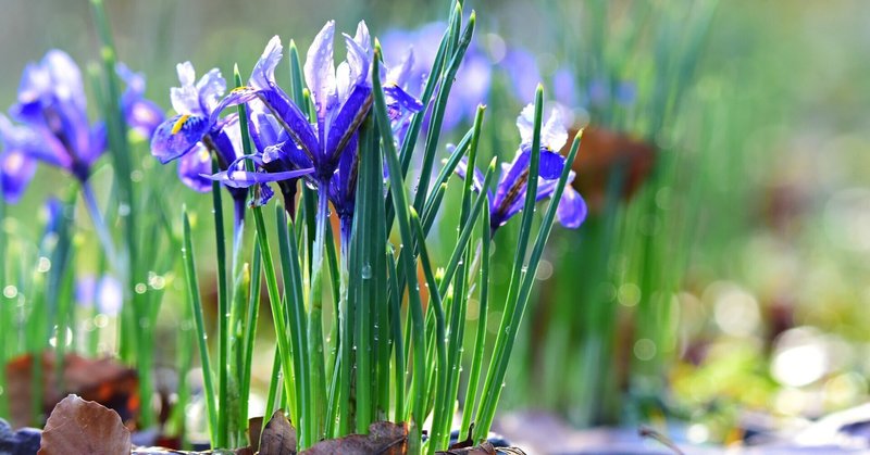 杉浦和利さん 菖蒲 杉浦 和利 | Tolman Collection of Tokyo