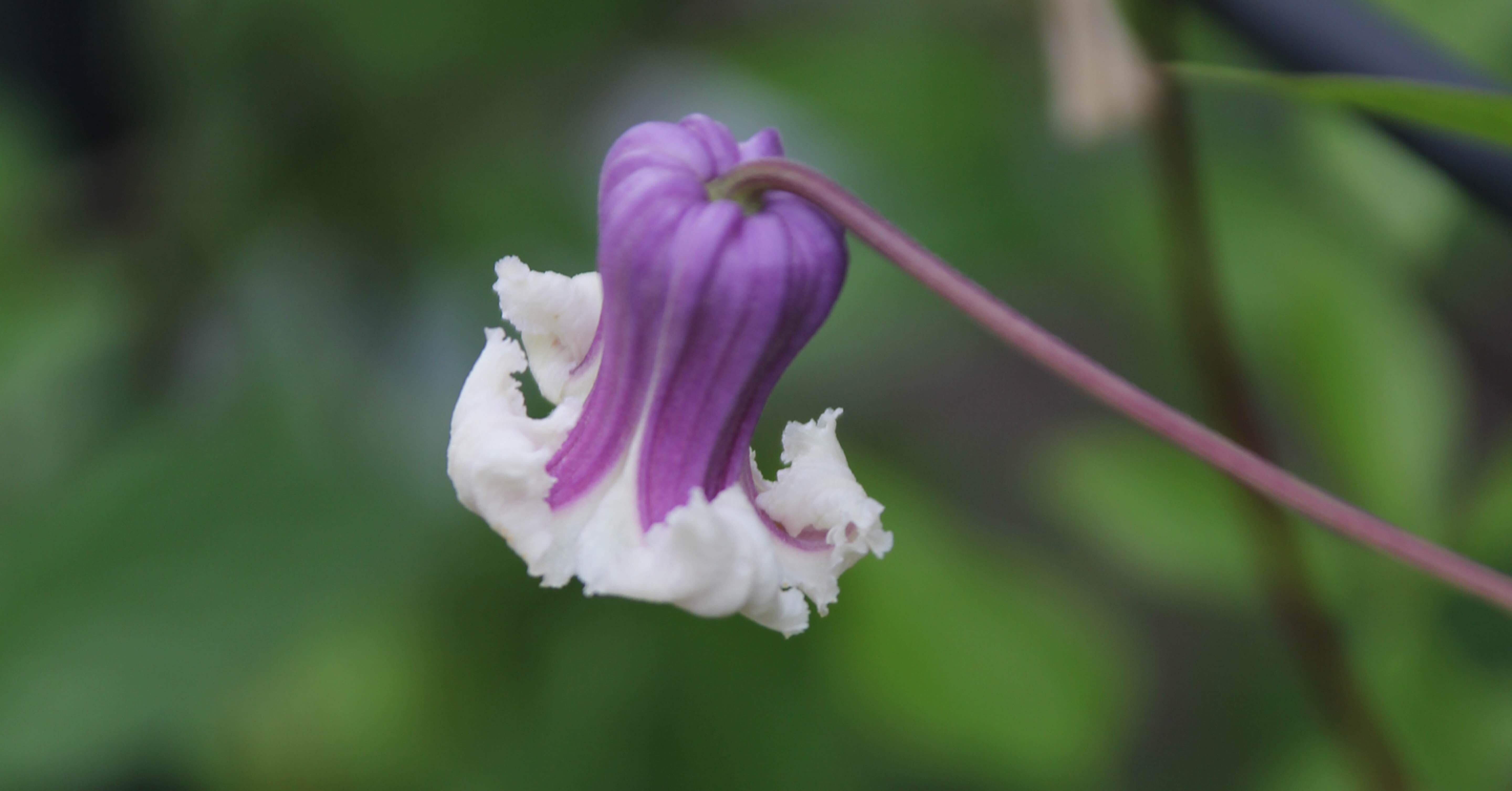 クレマチス　貴婦人のたしなみ　正規品ラベル付き クレマチス💜貴婦人のたしなみ｜すず