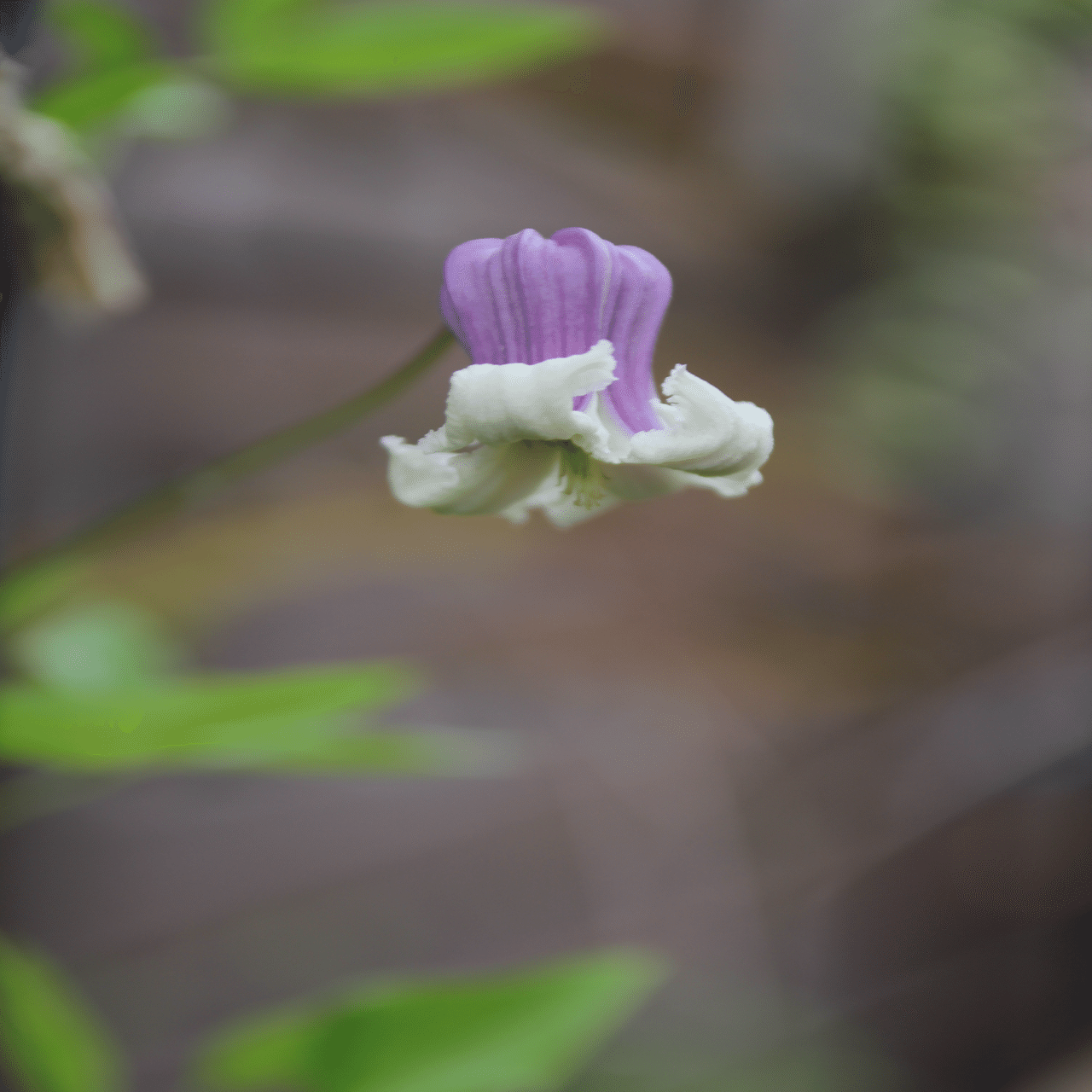 クレマチス💜貴婦人のたしなみ｜すず