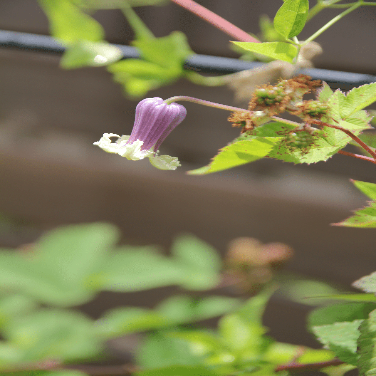 クレマチス💜貴婦人のたしなみ｜すず