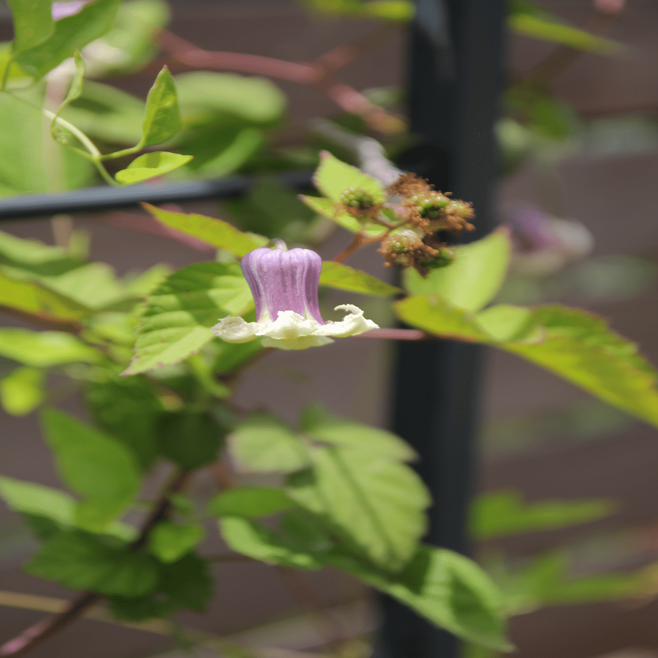 クレマチス💜貴婦人のたしなみ｜すず