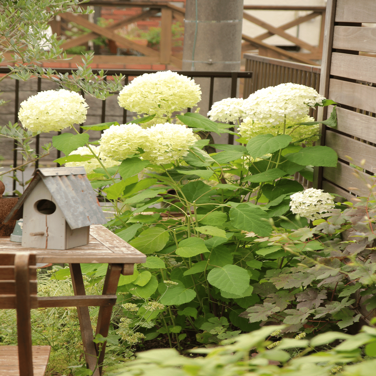 クレマチス💜貴婦人のたしなみ｜すず