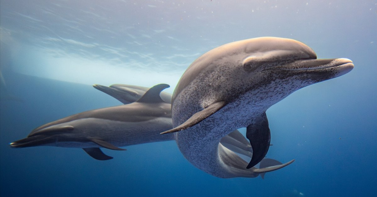(メメント@キズ)青とイルカ マイクロフォーサーズ機でも暗い水族館内の撮影はできるのか