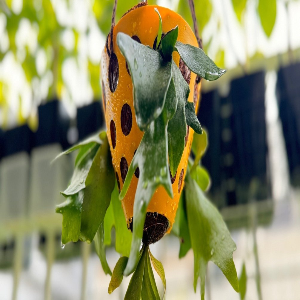 ビカクシダ(コウモリラン)を吊るしたわ｜穂の気ままライフ