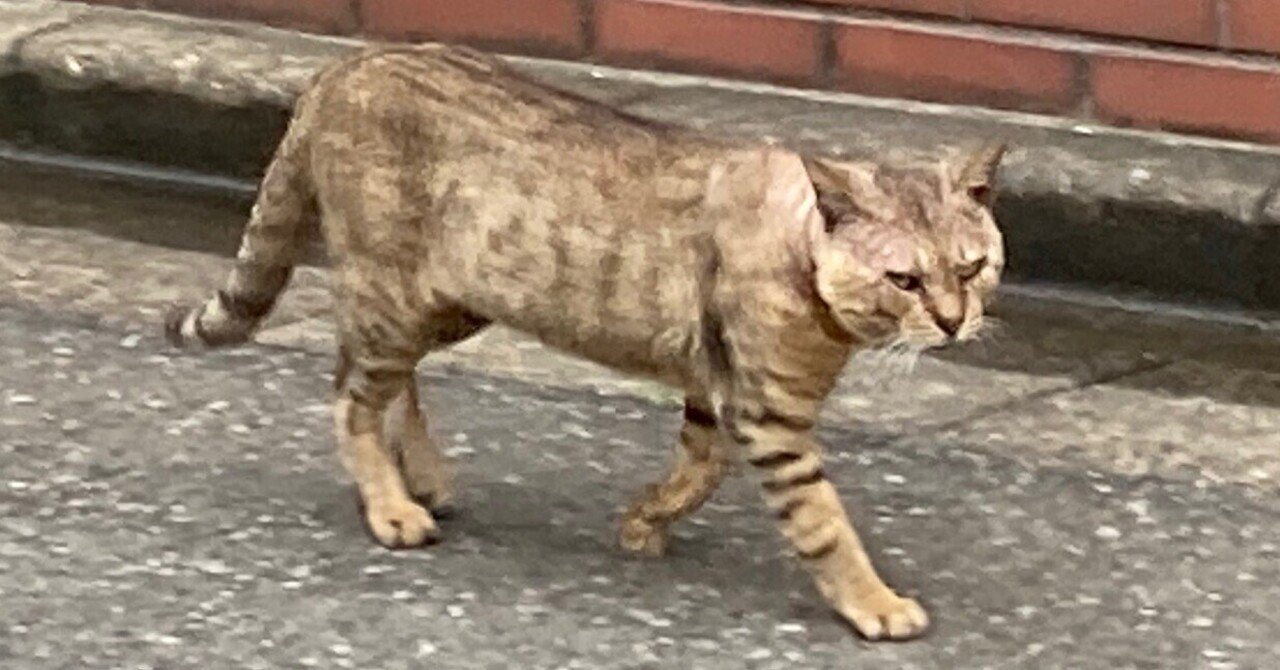 撃退 野良猫 猫よけ, image size:1280x670