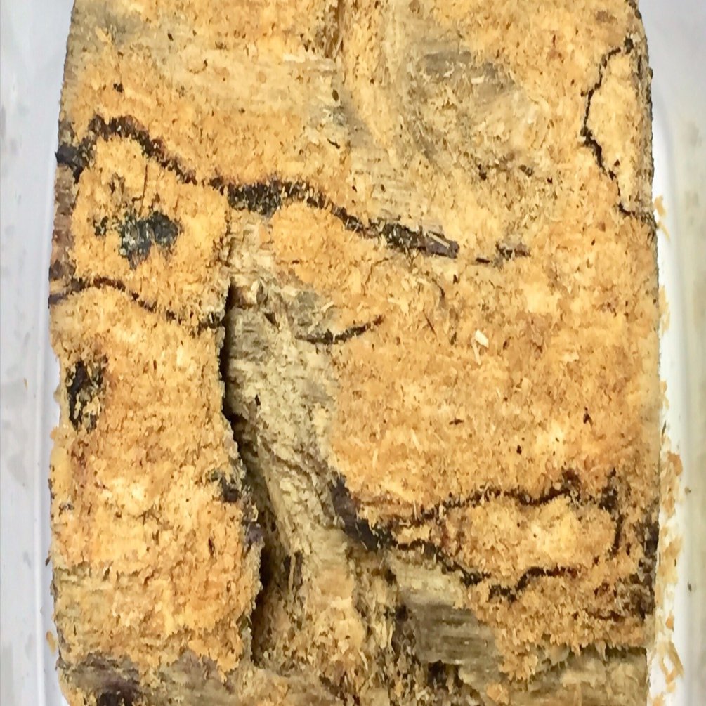 2024 2nd. lineage｜kyogoku oakwagata