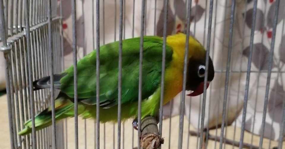 迷インコ ボタンインコの場合 白イタチ Note