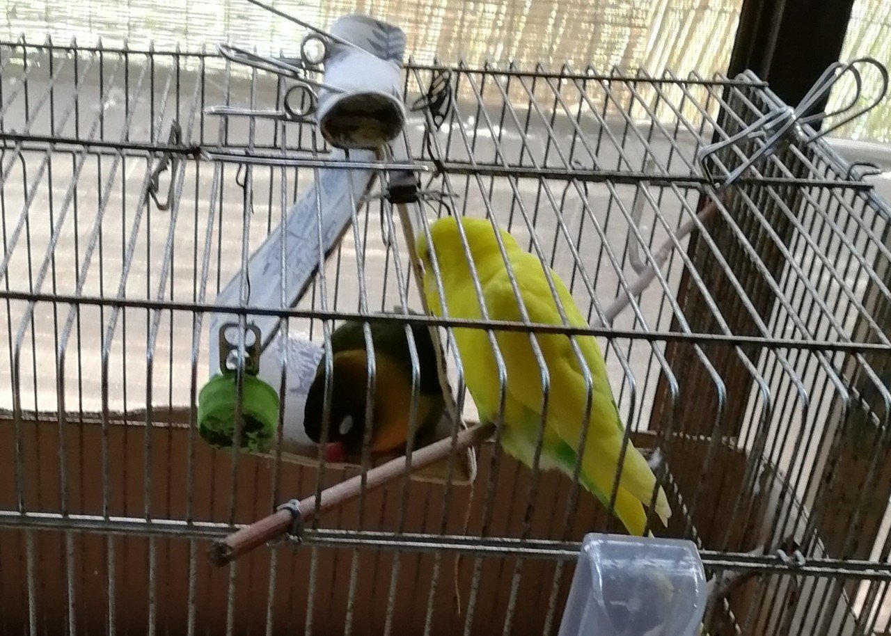 バードテント　ボタンインコ２点（専用） バードテント インコテント 四角バードテント 寝床 ステージ付 M
