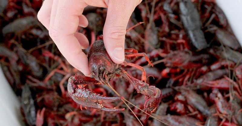 私はザリガニが食べれない 後半 Harco Note