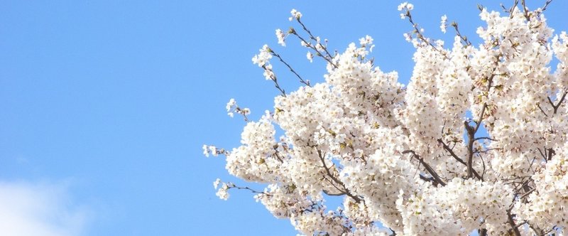 『あの日の桜を見に行こう。』【『春を待ちわびる。』参加作品】