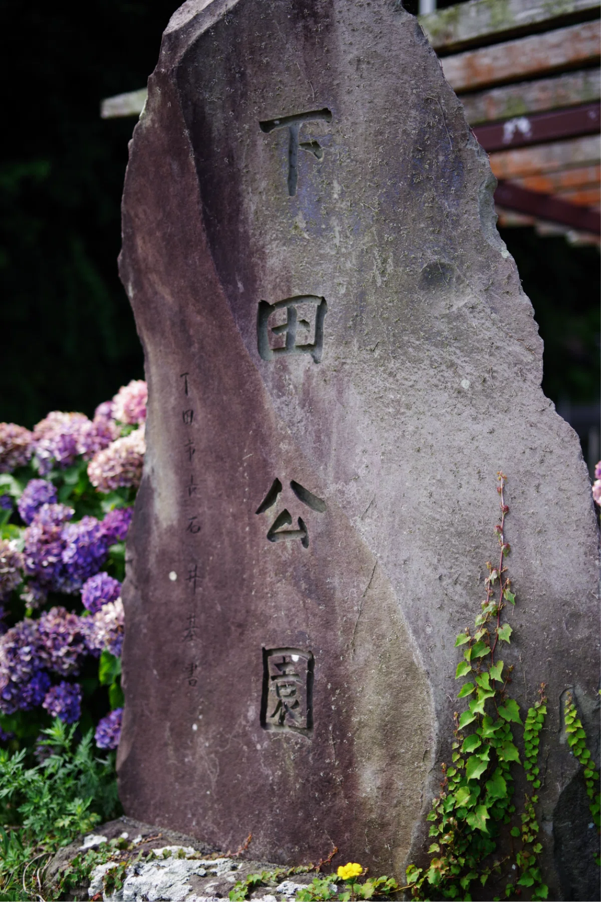 下田公園 あじさい祭と写真と私｜Aki Yamaki