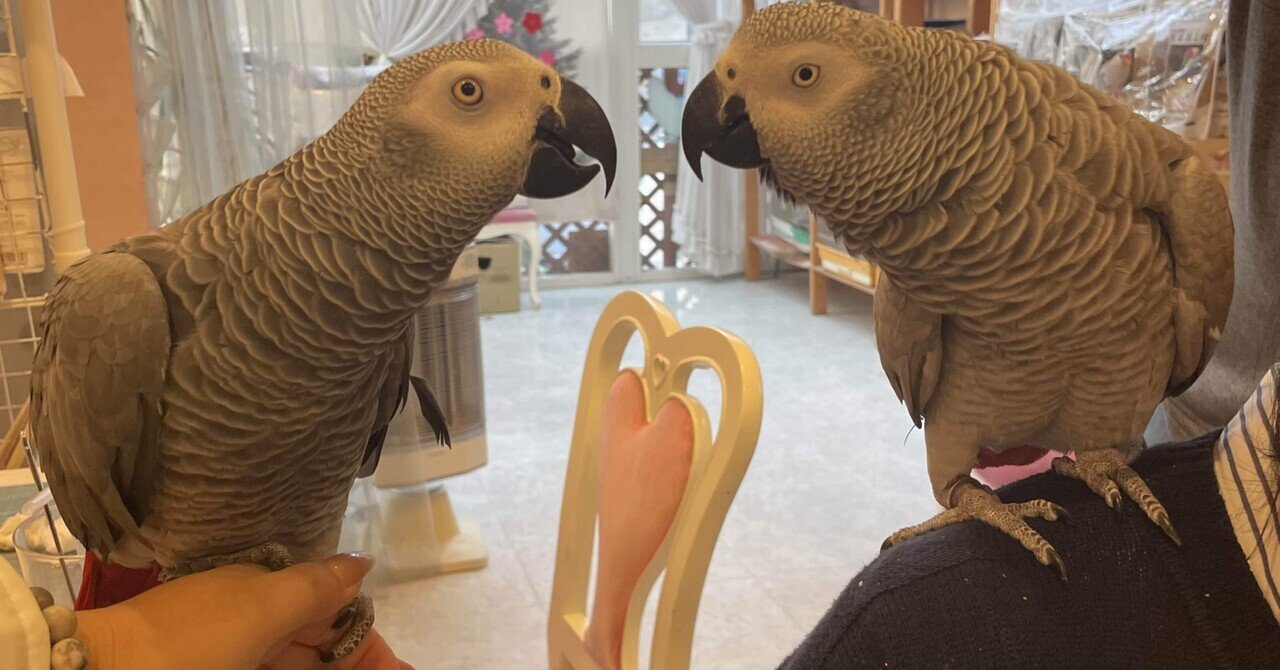 生駒市】奈良で鳥まみれになれるといえばココ！あの人間国宝さん認定