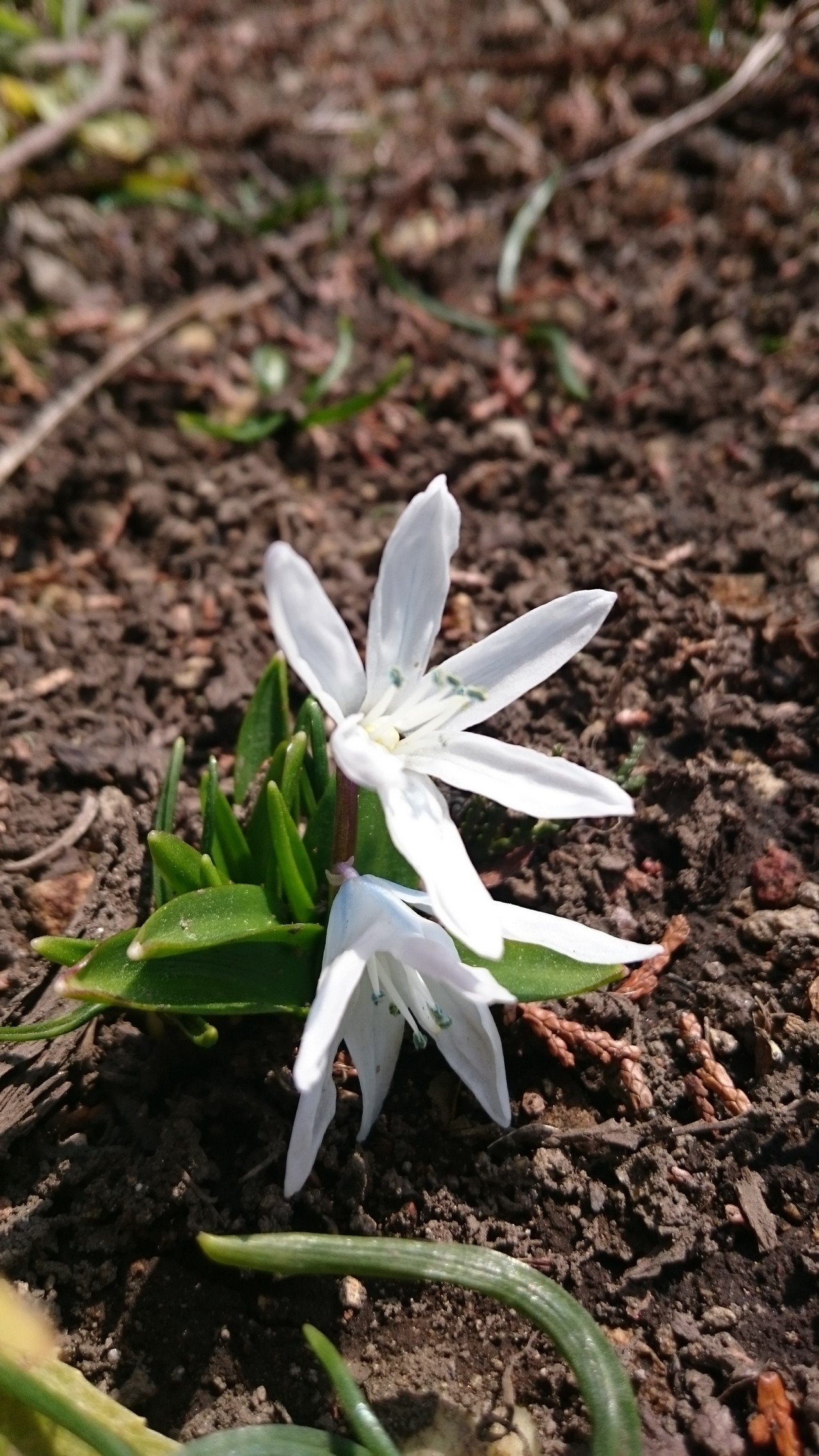 この時期に庭で咲いている花 たぶんヒヤシンスの仲間だと思うけど 名前はわからない 花びらの裏側に薄い水色 の筋が入っていて 花粉 はコバルトブルー 可愛くて好きな花 あくみゃ Note この時期に庭で咲いている花 たぶんヒヤシンスの仲間だと思うけど 名前はわからない 花びらの裏側に薄い水色 の筋が入っていて 花粉 はコバルトブルー 可愛くて好きな花 あくみゃ Note
