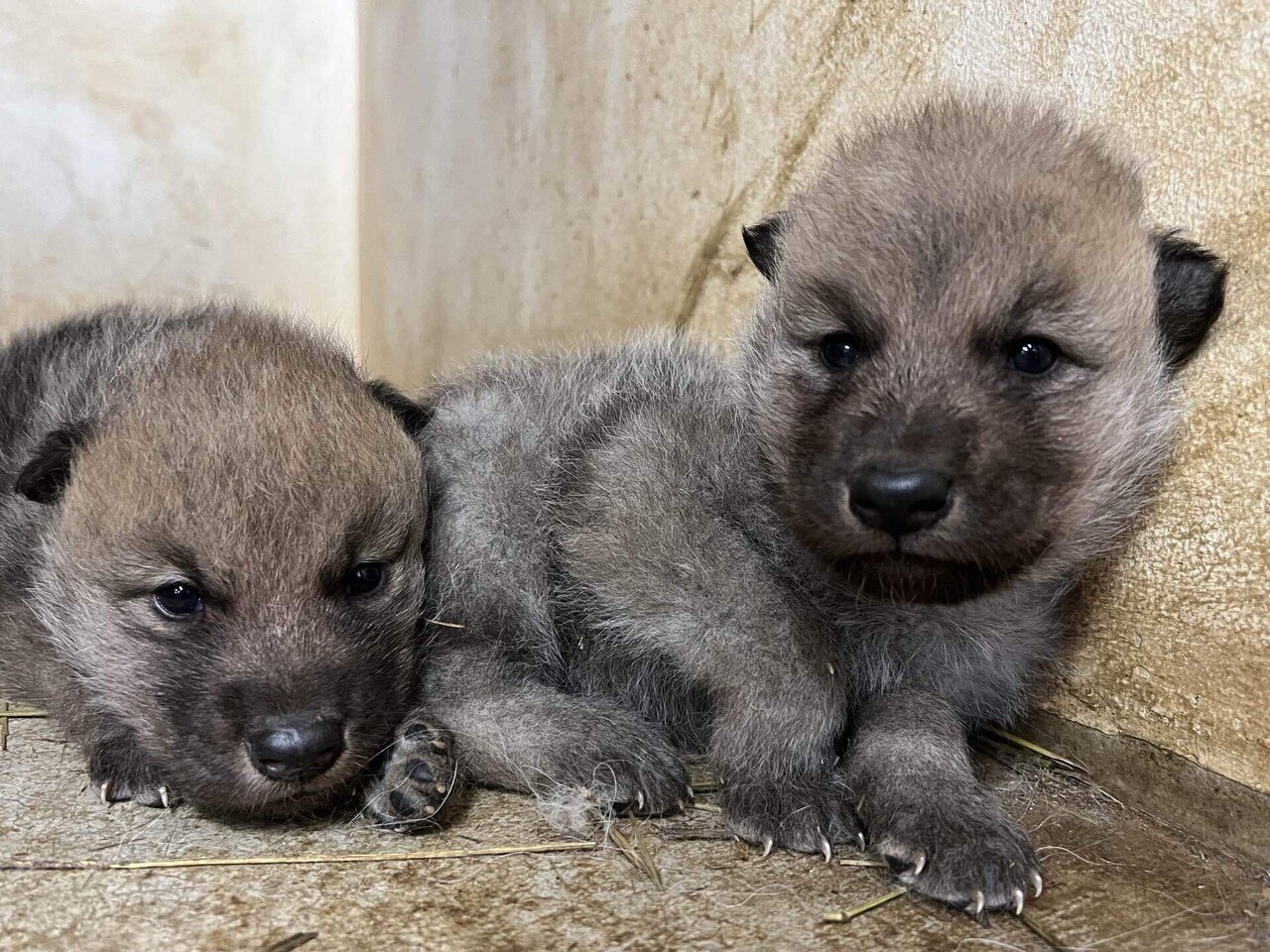 ホッキョクオオカミ成長記録｜那須どうぶつ王国公式note