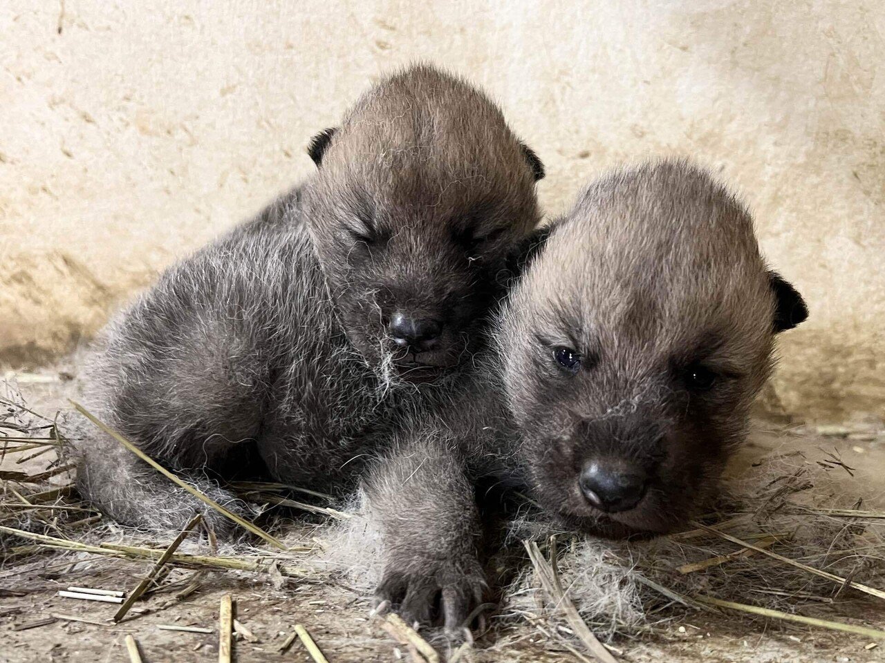 ホッキョクオオカミ成長記録｜那須どうぶつ王国公式note