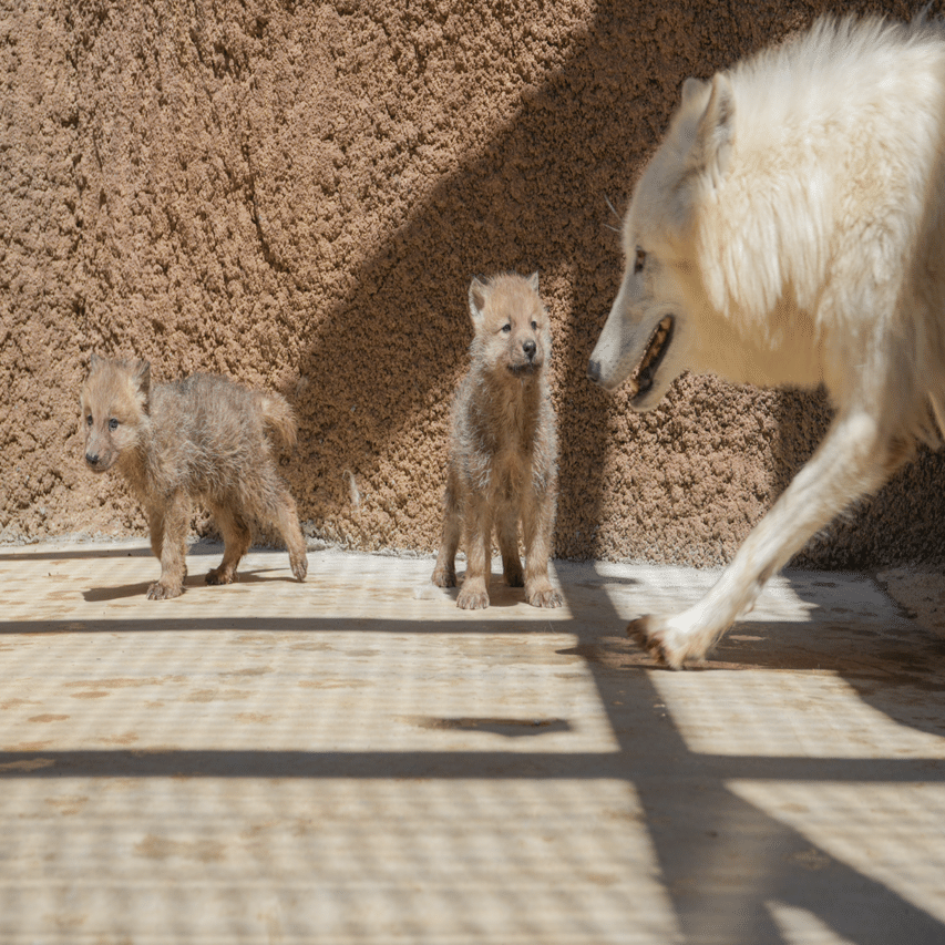 ホッキョクオオカミ成長記録｜那須どうぶつ王国公式note