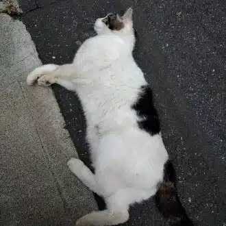 統失の黒猫