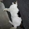 統失の黒猫
