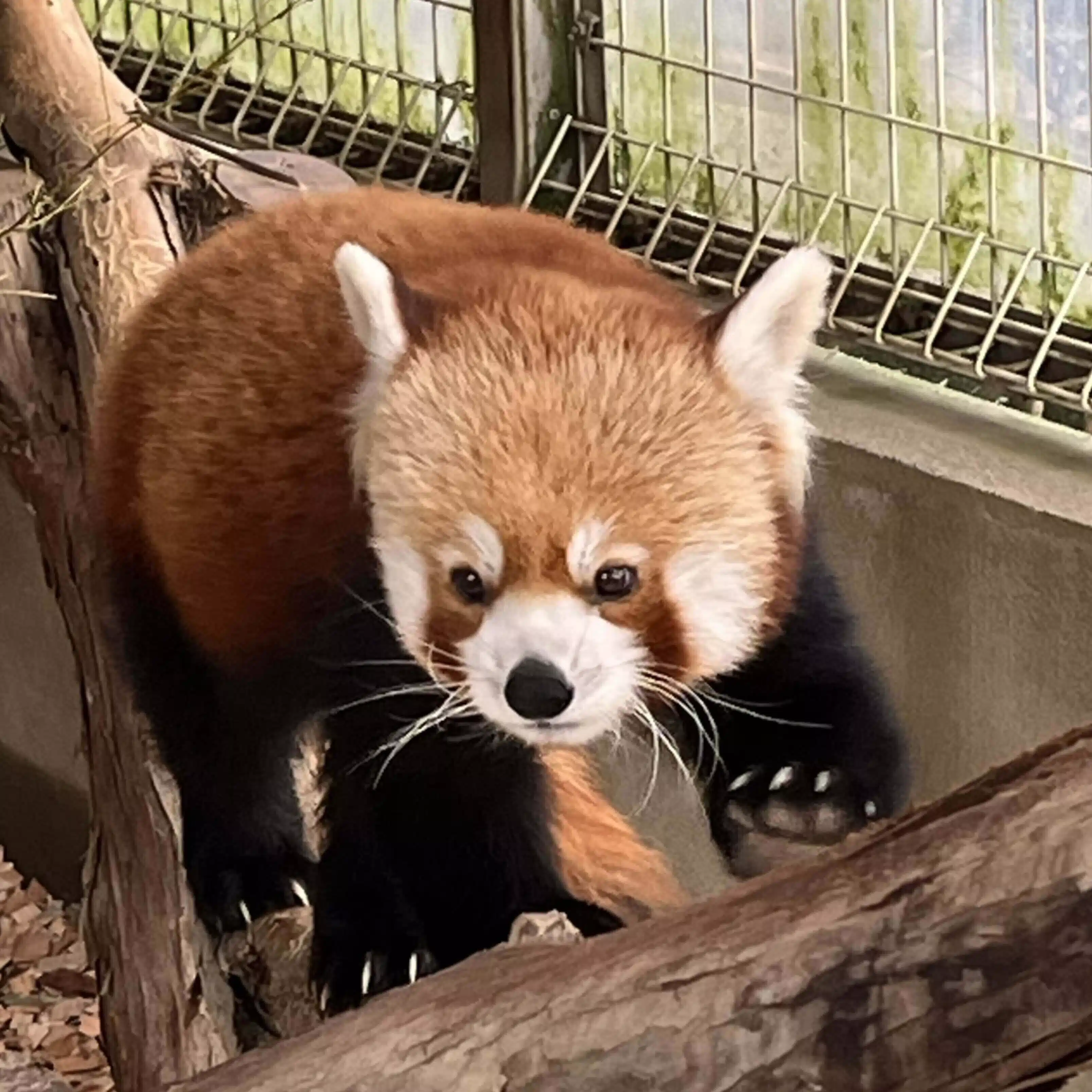 かける