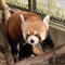 かける