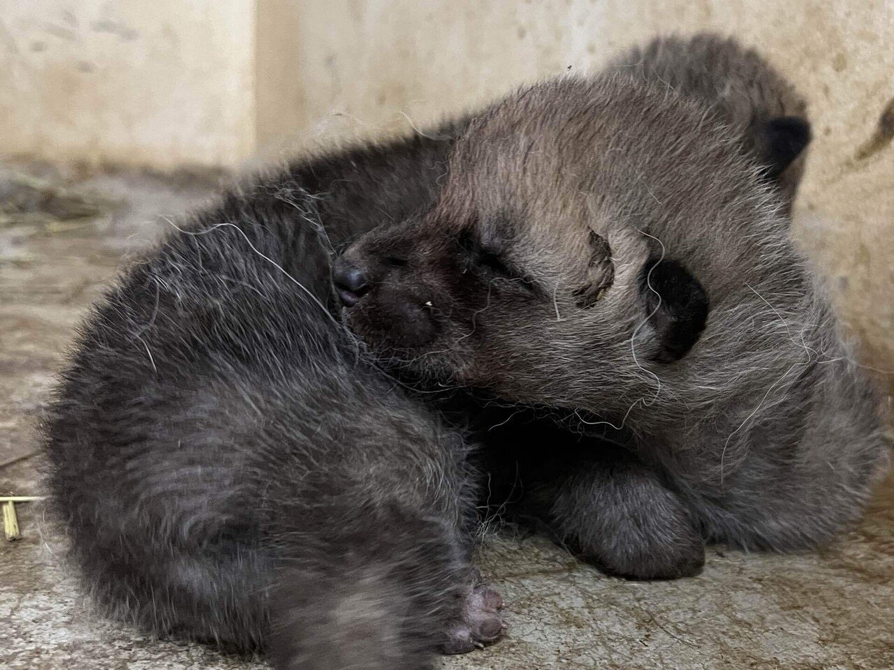 ホッキョクオオカミ成長記録｜那須どうぶつ王国公式note