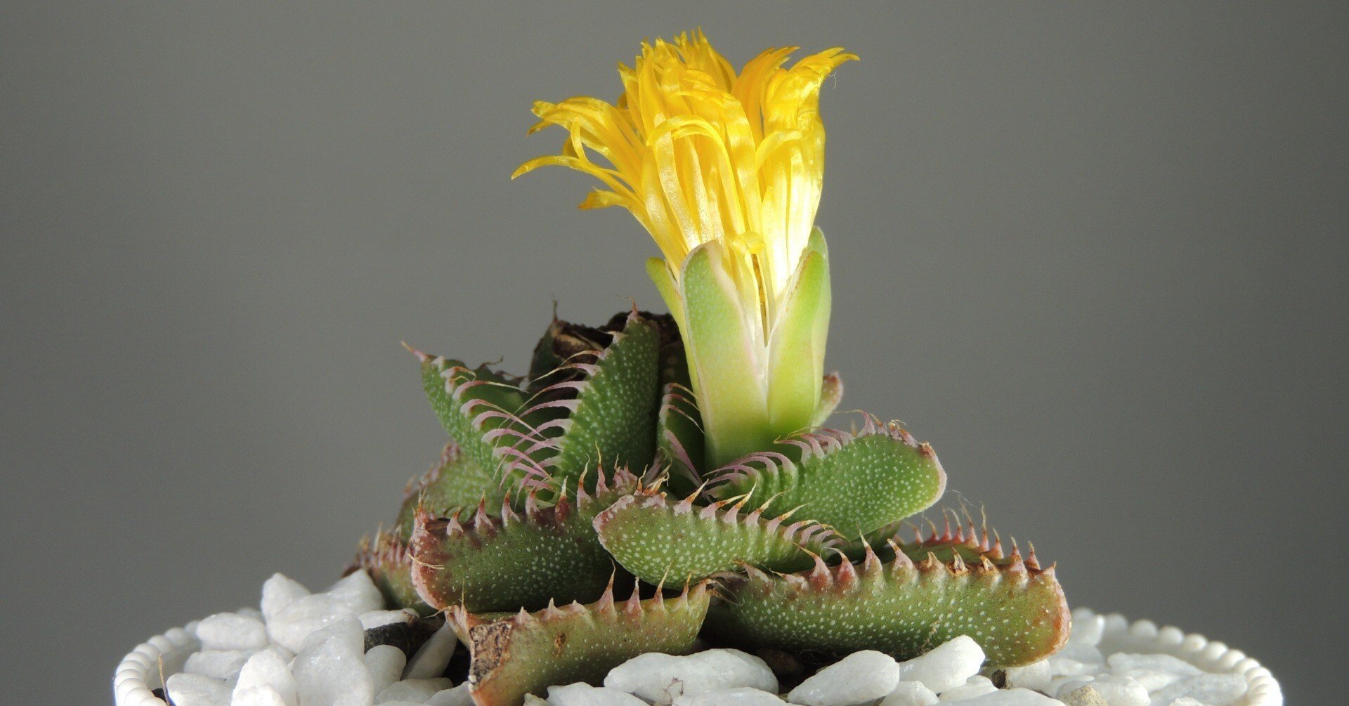 時をかける少女('97角川春樹事務所) 時をかける少女('97角川春樹事務所)