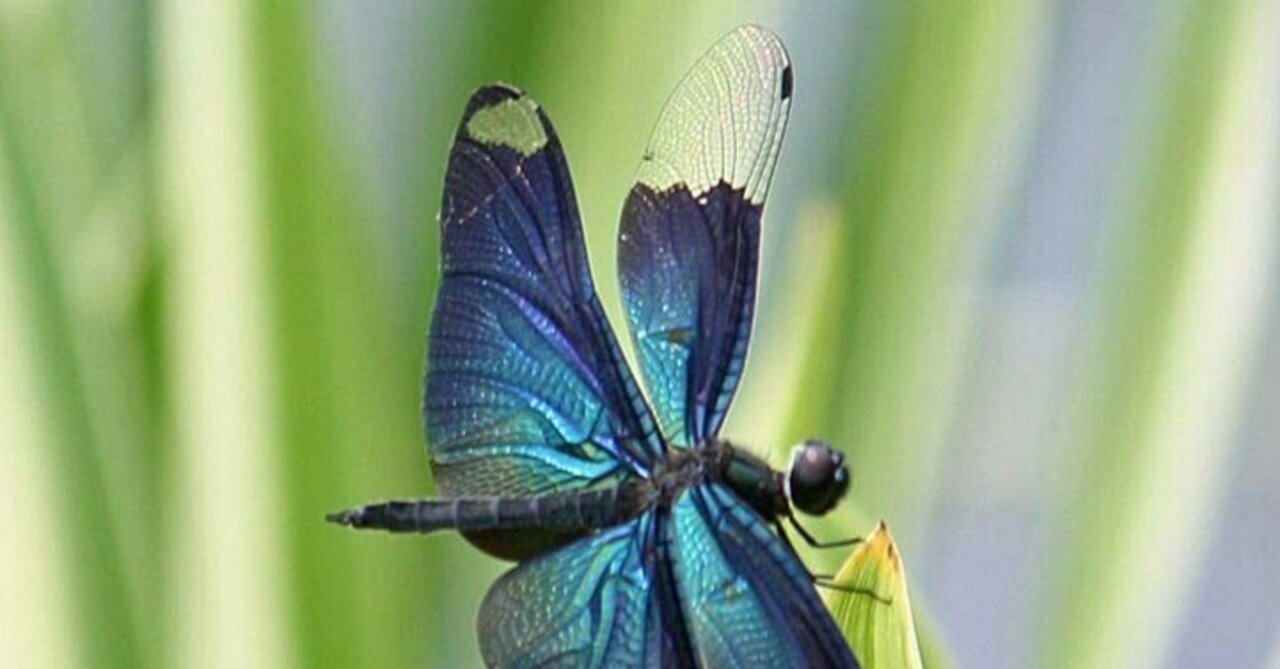 金色のカエルと蟹、蝶、バッタ、トンボなどの彫金箱 キラキラシール/虫ムシ大行進 ファンシー トンボ カマキリ