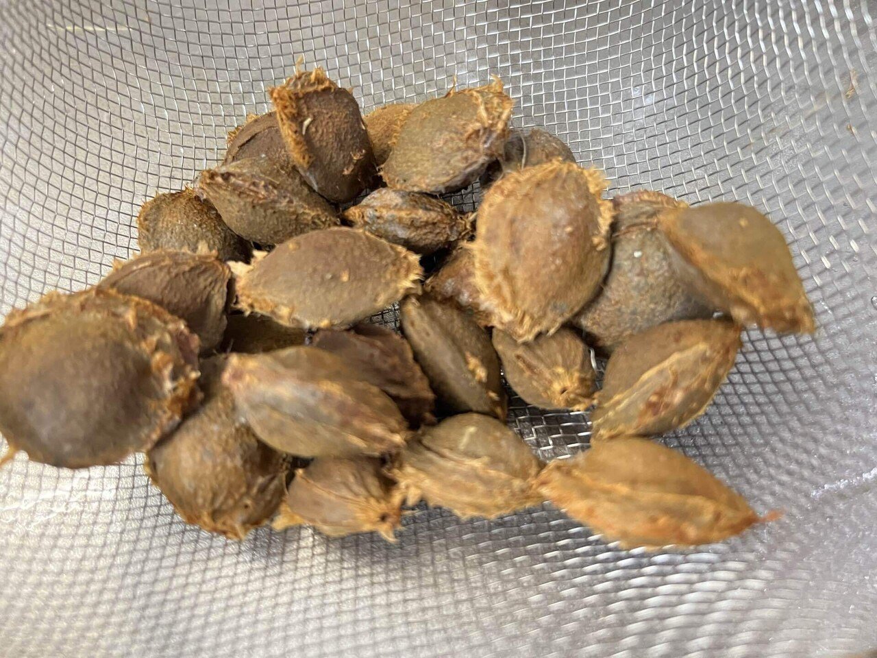 あんずのたね捨てたらダメ｜クリユミ