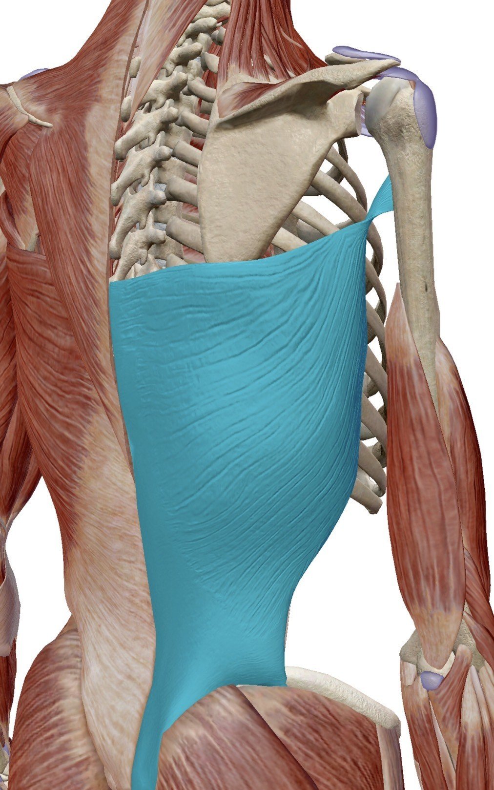 肩こりは背中の筋肉が原因 Somunnko Note