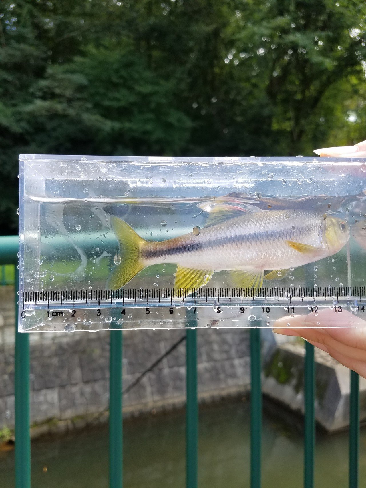 地元の川でのんびりカワムツさんと遊ぶ エサのパンは豪華にダブルソフト 笑 Shingo Note