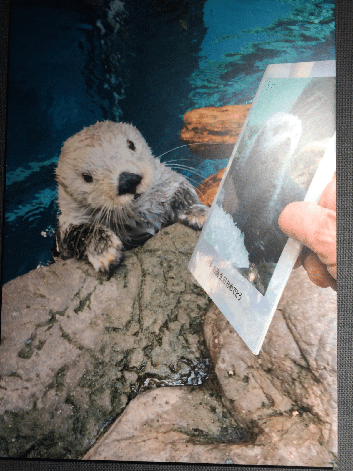 海遊館 ラッコのパタ 写真集&ポストカードセット