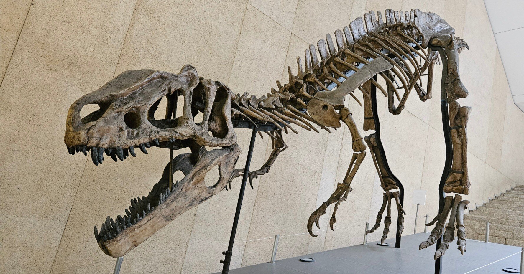 全国自然博物館の旅【39】城西大学水田記念博物館大石化石ギャラリー