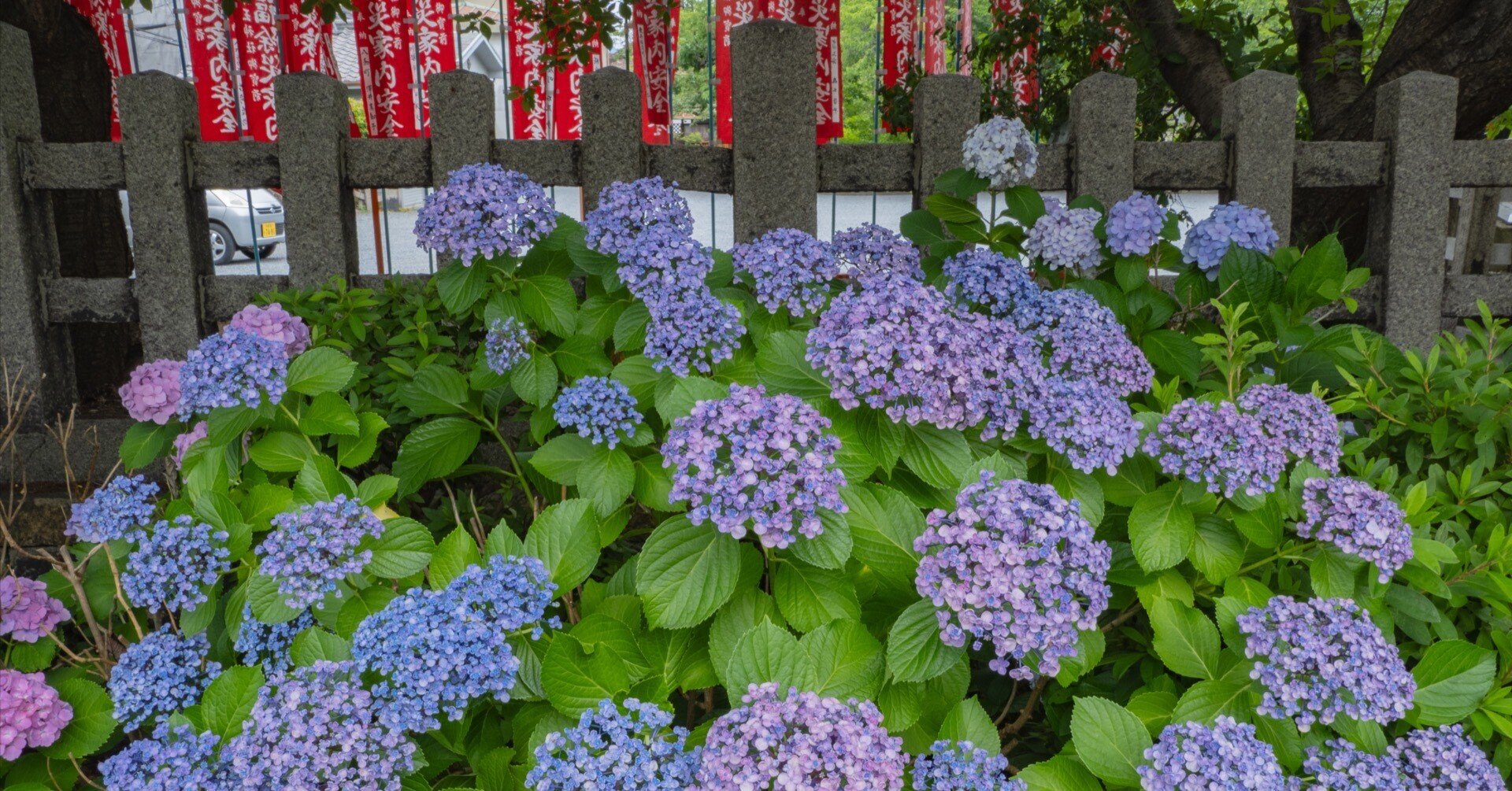 六孫王神社 紫陽花｜KATSUMI