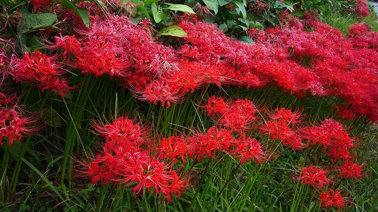 もみ様 曼珠沙華・大判草・たね 曼珠沙華（ヒガンバナ）｜🍀GreenSnap