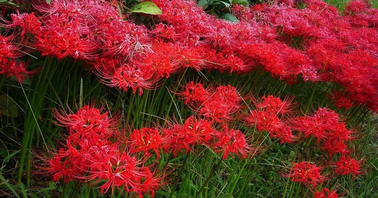 もみ様　曼珠沙華・大判草・たね 61EY3QmiqNL._UF1000,1000_QL80_.jpg