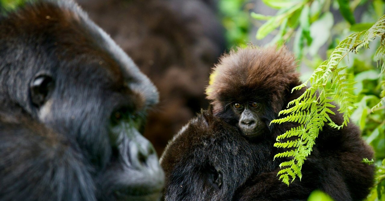 ゴリラ研究の山極先生に学ぶ90分｜高阪のぞみ（ Business Insider Japan）