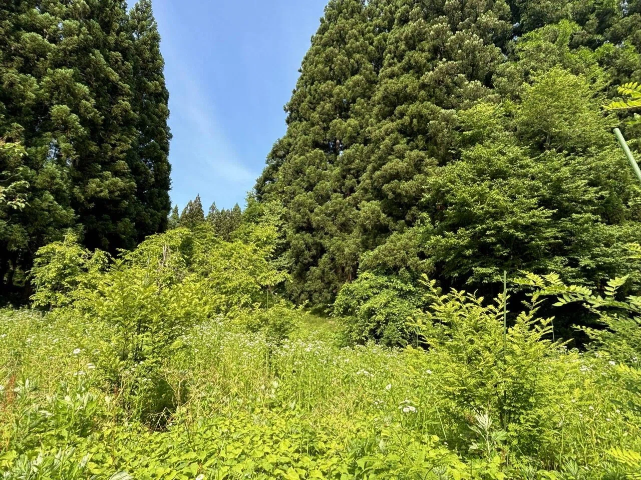 西会津の山椒｜AIZUYA JAPAN
