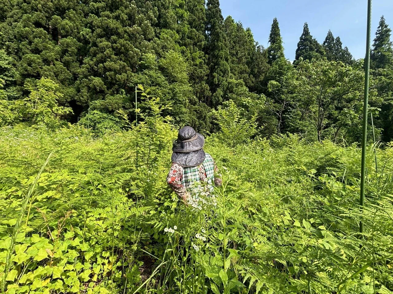 西会津の山椒｜AIZUYA JAPAN