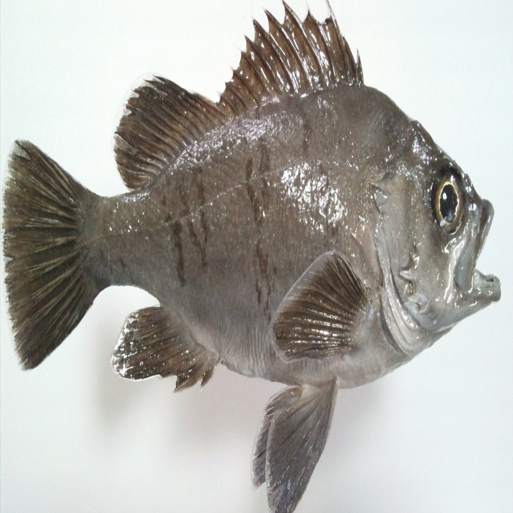 魚の剥製の作り方｜魚道部！/ 剥製師 力石眞弘 (ﾁｶﾗｲｼ ﾏｻﾋﾛ)