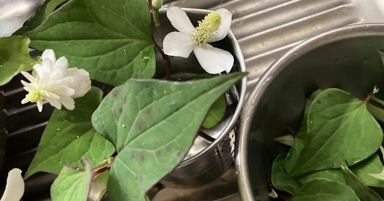 除草ついでのドクダミ発酵エキスとドクダミ茶作り Making fermented