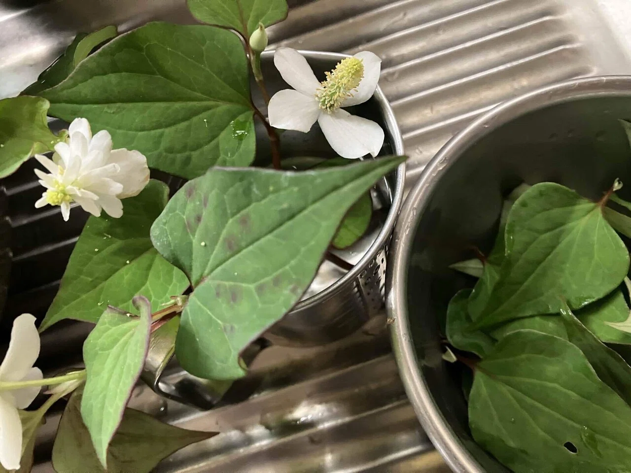 除草ついでのドクダミ発酵エキスとドクダミ茶作り Making fermented