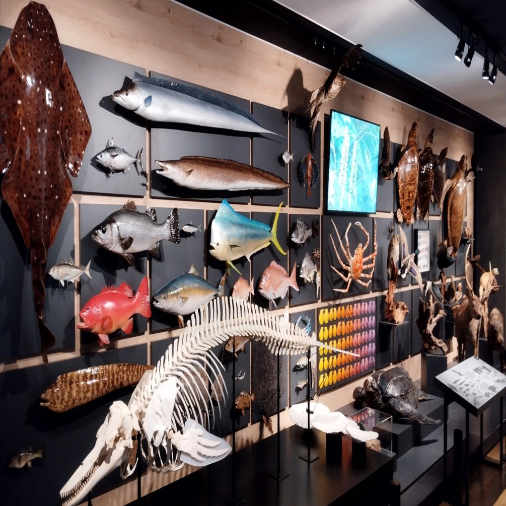 ㊗博物館デビュー！ ～恐竜の島博物館編～｜魚道部！/ 剥製師 力石眞弘