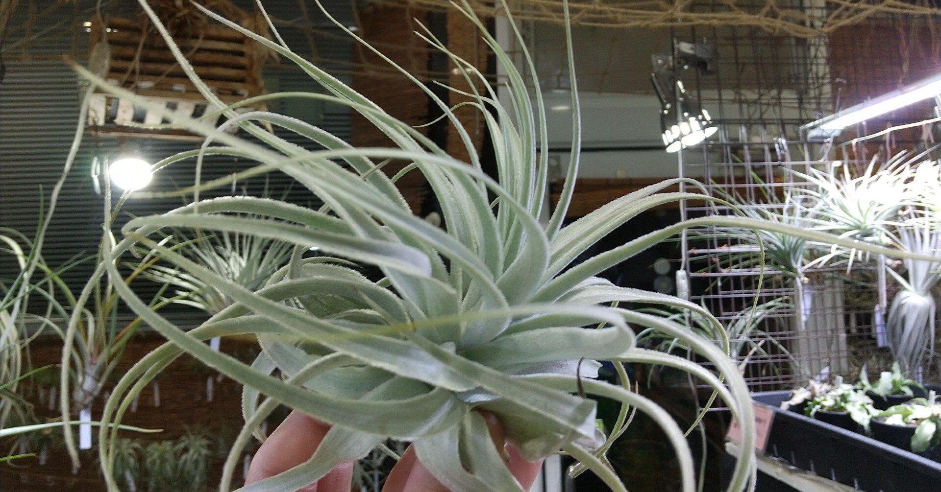 チランジア入荷リスト6/26｜NatureGarden🌿神田