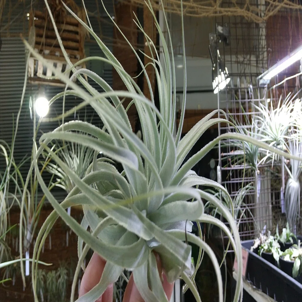 Tillandsia Arrival List 6/26｜NatureGarden🌿神田