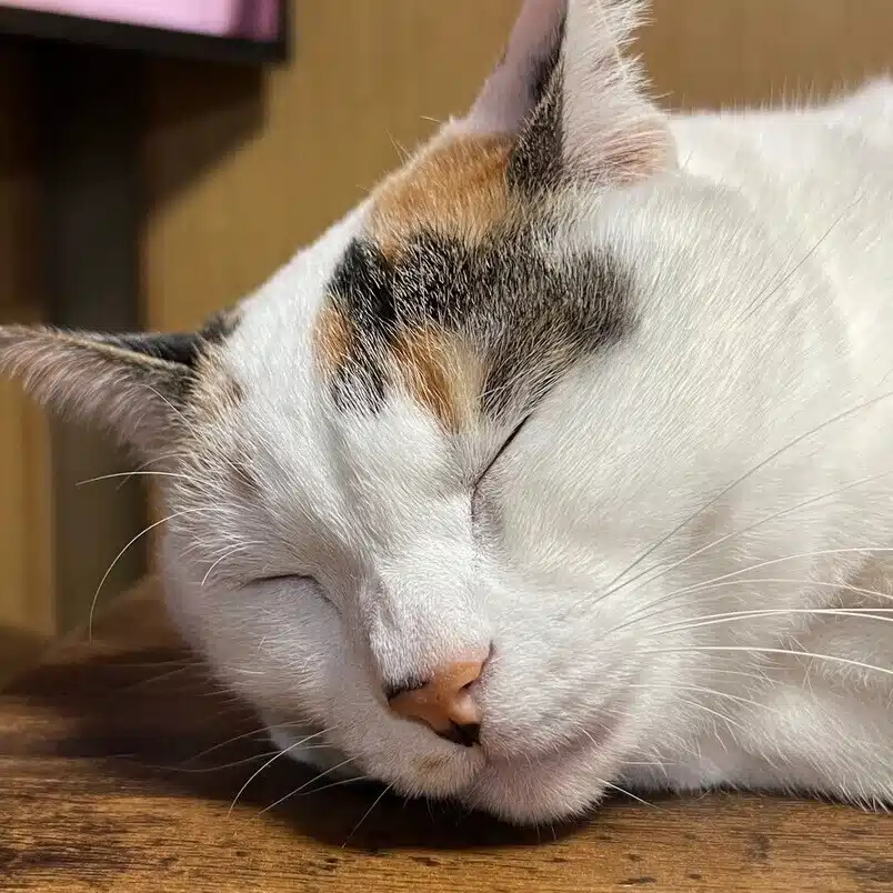 ノムオ