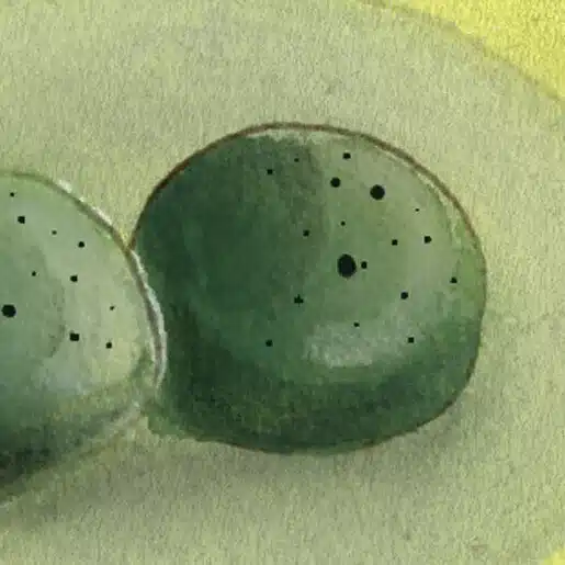 ひろ